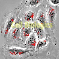 Human Cell Protein Lysate, RNA, DNA (0)